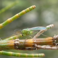 Chironomidae (family) (Non-biting Midge) at Greenway, ACT - 23 Feb 2020 by HarveyPerkins