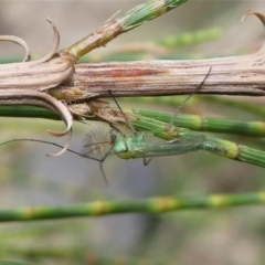 Chironomidae (family) at Greenway, ACT - 23 Feb 2020