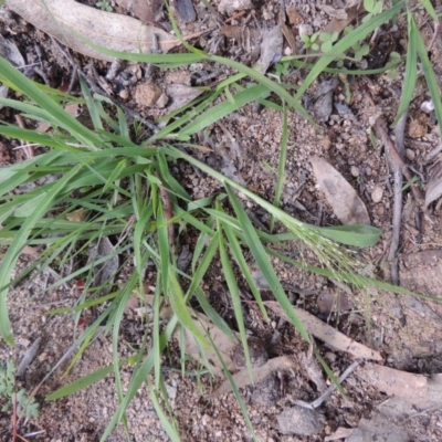 Panicum effusum (Hairy Panic Grass) at Conder, ACT - 18 Mar 2020 by MichaelBedingfield