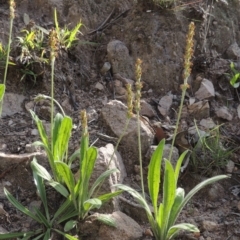 Plantago varia (Native Plaintain) at Conder, ACT - 18 Mar 2020 by MichaelBedingfield