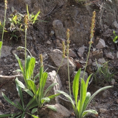 Plantago varia (Native Plaintain) at Conder, ACT - 18 Mar 2020 by MichaelBedingfield