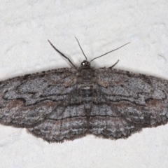 Ectropis (genus) (An engrailed moth) at Ainslie, ACT - 14 Aug 2020 by jb2602