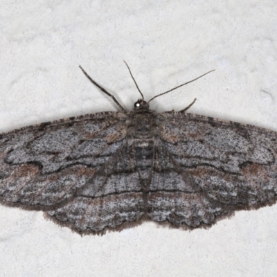 Ectropis (genus) (An engrailed moth) at Ainslie, ACT - 14 Aug 2020 by jbromilow50