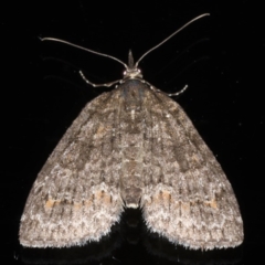 Microdes squamulata (Dark-grey Carpet) at Ainslie, ACT - 14 Aug 2020 by jb2602