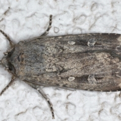 Agrotis infusa (Bogong Moth, Common Cutworm) at Ainslie, ACT - 14 Aug 2020 by jb2602