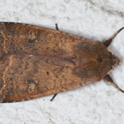 Diarsia intermixta (Chevron Cutworm, Orange Peel Moth.) at Ainslie, ACT - 14 Aug 2020 by jb2602