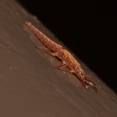 Neuroptera (order) (Unidentified lacewing) at Acton, ACT - 14 Aug 2020 by rawshorty