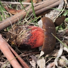 zz bolete at Gibraltar Pines - 29 Feb 2020 by HarveyPerkins