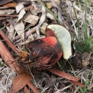 zz bolete at Paddys River, ACT - 29 Feb 2020