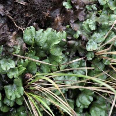 Marchantia sp. (genus) (A Liverwort) at Gibraltar Pines - 29 Feb 2020 by HarveyPerkins