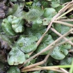 Marchantia sp. (genus) at Paddys River, ACT - 29 Feb 2020 12:45 PM