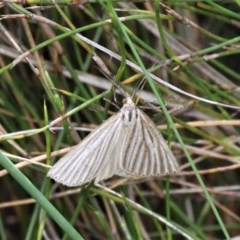 Amelora oritropha (Alpine Striped Cape-moth (Ennominae)) at Paddys River, ACT - 29 Feb 2020 by HarveyPerkins