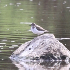 Actitis hypoleucos (Common Sandpiper) at Tuggeranong Creek to Monash Grassland - 28 Feb 2020 by HarveyPerkins