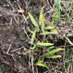 Blechnum penna-marina (Alpine Water Fern) at Paddys River, ACT - 29 Feb 2020 by HarveyPerkins