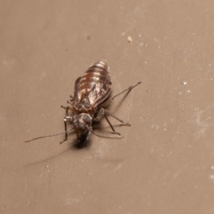 Psocodea 'Psocoptera' sp. (order) at Acton, ACT - 14 Aug 2020