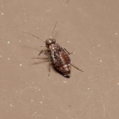 Psocodea 'Psocoptera' sp. (order) at Acton, ACT - 14 Aug 2020