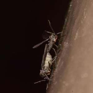 Sciaridae sp. (family) at Acton, ACT - 14 Aug 2020