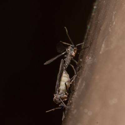 Cecidomyiidae (family) at Acton, ACT - 14 Aug 2020 by rawshorty