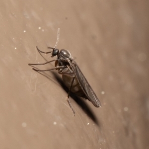 Sciaridae sp. (family) at Acton, ACT - 14 Aug 2020