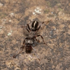Rhytidoponera sp. (genus) (Rhytidoponera ant) at Downer, ACT - 14 Aug 2020 by rawshorty