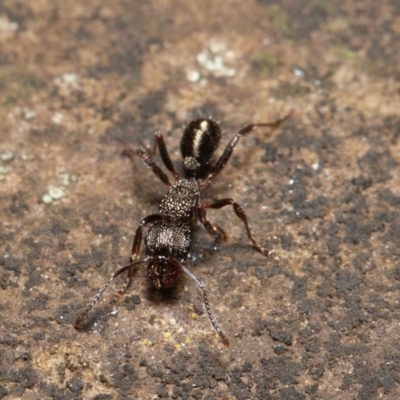 Rhytidoponera sp. (genus) (Rhytidoponera ant) at Downer, ACT - 14 Aug 2020 by rawshorty