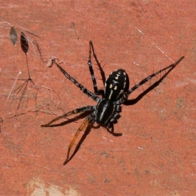 Nyssus coloripes (Spotted Ground Swift Spider) at Jerrabomberra, NSW - 4 Apr 2009 by HarveyPerkins