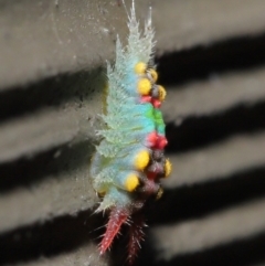 Doratifera oxleyi at Acton, ACT - 14 Aug 2020