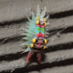 Doratifera oxleyi at Acton, ACT - 14 Aug 2020