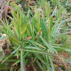 Euphorbia lathyris (Caper Spurge) at Pine Island to Point Hut - 15 Aug 2020 by tpreston