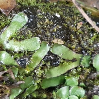 Asterella drummondii (A thallose liverwort) at Pine Island to Point Hut - 15 Aug 2020 by tpreston