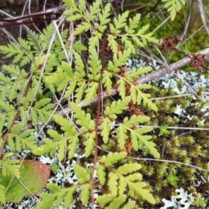 Cheilanthes sieberi at Greenway, ACT - 15 Aug 2020