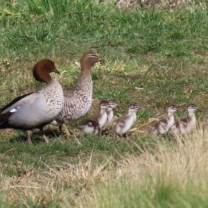 Chenonetta jubata at Fyshwick, ACT - 13 Aug 2020