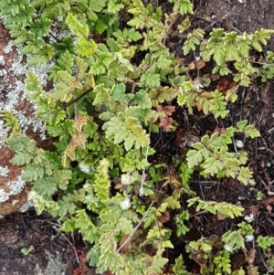 Cheilanthes distans at Greenway, ACT - 15 Aug 2020