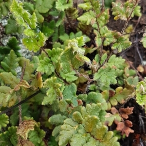 Cheilanthes distans at Greenway, ACT - 15 Aug 2020