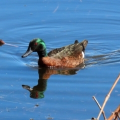 Anas castanea (Chestnut Teal) at Fyshwick, ACT - 13 Aug 2020 by RodDeb