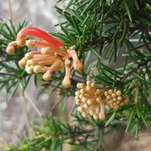 Grevillea juniperina at Greenway, ACT - 15 Aug 2020 12:28 PM