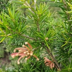 Grevillea juniperina at Greenway, ACT - 15 Aug 2020 12:28 PM