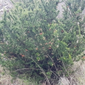 Grevillea juniperina at Greenway, ACT - 15 Aug 2020 12:28 PM