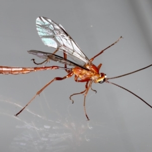 Enicospilus CNM sp1 at Ainslie, ACT - 14 Aug 2020