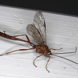 Enicospilus CNM sp1 at Ainslie, ACT - 14 Aug 2020