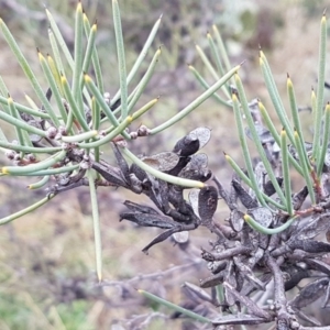 Hakea microcarpa at Greenway, ACT - 15 Aug 2020