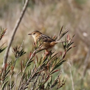 Cisticola exilis at Fyshwick, ACT - 13 Aug 2020 01:58 PM