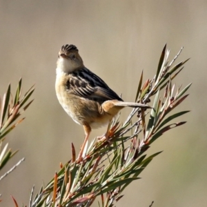 Cisticola exilis at Fyshwick, ACT - 13 Aug 2020 01:58 PM