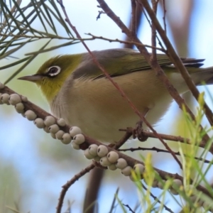 Zosterops lateralis at Fyshwick, ACT - 13 Aug 2020