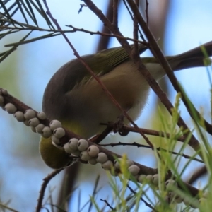 Zosterops lateralis at Fyshwick, ACT - 13 Aug 2020