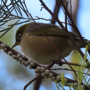 Zosterops lateralis at Fyshwick, ACT - 13 Aug 2020