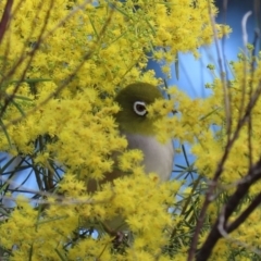 Zosterops lateralis at Fyshwick, ACT - 13 Aug 2020