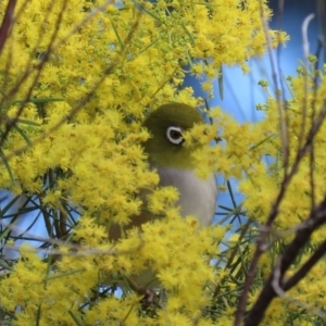 Zosterops lateralis at Fyshwick, ACT - 13 Aug 2020