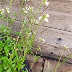 Cardamine flexuosa (Wavy Bitter Cress) at Gundaroo, NSW - 15 Aug 2020 by Gunyijan