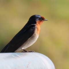 Hirundo neoxena (Welcome Swallow) at Fyshwick, ACT - 13 Aug 2020 by RodDeb